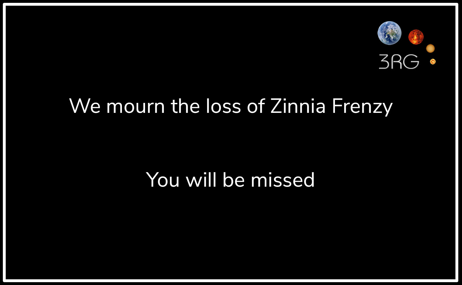 Mourning Zinnia Frenzy